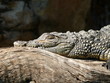 Foto: Nilkrokodil im Portrait Nilkrokodil im Portrait