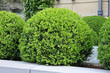 buis boule23