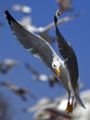 Bird Of Prey
