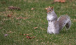 Gray squirrel standing and watching