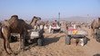 Kamelfest Pushkar