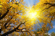 Autumn in the park