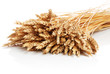 Wheat Wheat