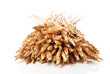 Wheat