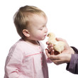Toddler kisses baby chick