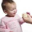 Toddler caresses baby chick.