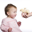 Toddler with baby chick.