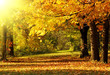 Autumn in the park