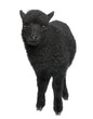 Young Ouessant ram (1 month old)