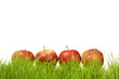 Autumn gardening - grass and red apples