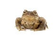 Erdkröte