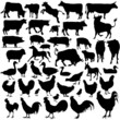 43 pieces of vectoral farm animals silhouettes.