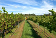 Harvesting Grapes