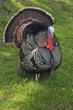 Wild Turkey