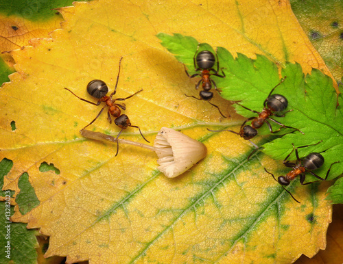 Foto: pending approval, three inspectors examine mushroom pending approval, three inspectors examine mushroom