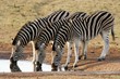 Zebra Formation