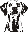Spotty dog