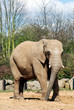 African elephant