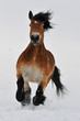 Running horse