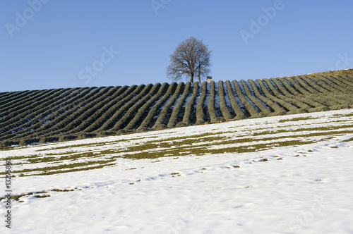 Photo: campo di lavanda in inverno campo di lavanda in inverno