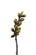 Blossoming buds and leafs of lilac on white. Spring.