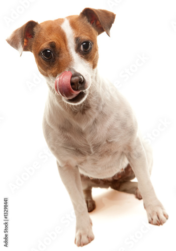 Photo: Jack Russell Terrier Licks it's Lips Jack Russell Terrier Licks it's Lips