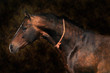 akhal teke