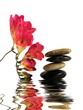 freesia and and balancing pebbles reflected in the water