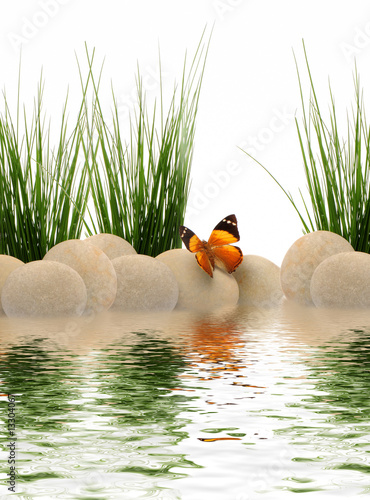 Papillon galet