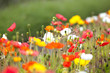 coquelicots