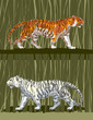 tiger_001