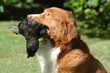 Jagdhund