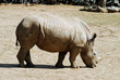 African rhinoceros