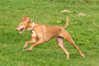 Windhunde