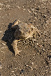 toad on earth