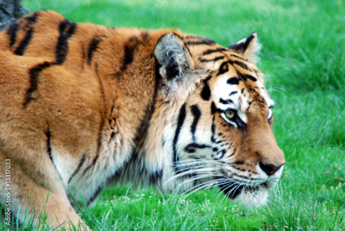 Tigre Tigre