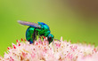 metal luster bee