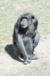 Monkey Biz Monkey Biz