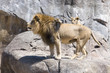 King of the beasts