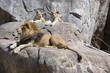 King of the beasts