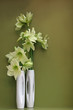 Amaryllis