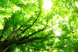 green leaves