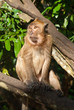 monkey sitting on the tree monkey sitting on the tree