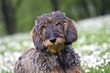 Dachshund Te..