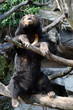 Malaienbär 01