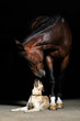 Foto: Horse and dog Horse and dog