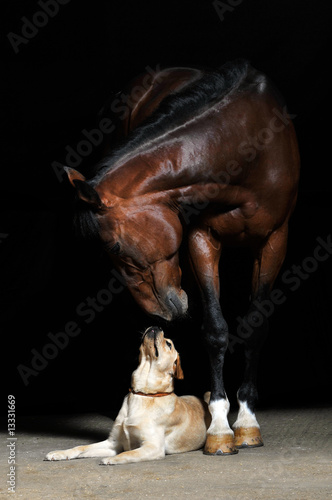 Photo: Horse and dog Horse and dog
