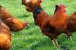 Huhn 6