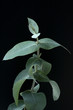 Eucalyptus Globulus, Blaetter