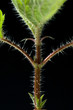 Brennhaare, Grosse Brennnessel, Urtica, Dioica